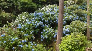 南沢あじさい山の白と青の紫陽花の群生