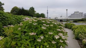 旧中川江東区側のあじさいと東京スカイツリー