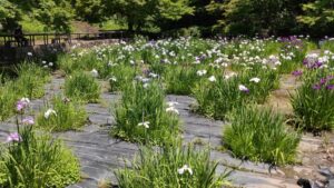昭和記念公園水鳥の池の花菖蒲