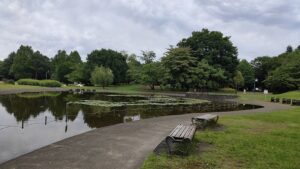 彩の森入間公園の上池と睡蓮