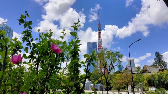 日比谷通りのムクゲと東京タワー
