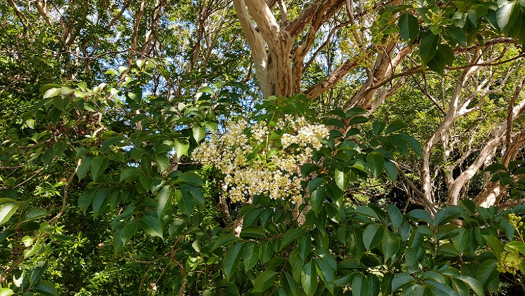 神代植物公園のシマサルスベリの花