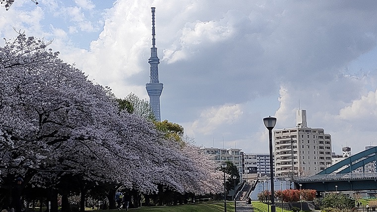 亀戸中央公園の桜並木と東京スカイツリー