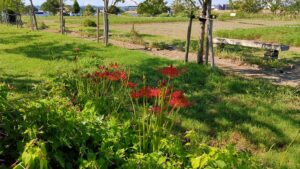赤い彼岸花と中川やしおフラワーパークの景色