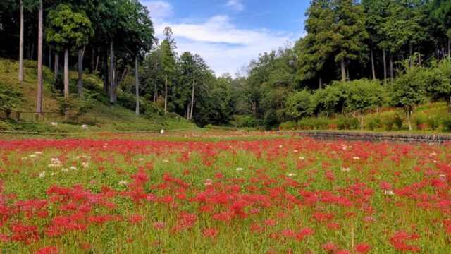 霞丘陵自然公園の彼岸花の景色
