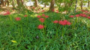 大木島自然公園の赤い彼岸花