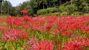 霞丘陵自然公園の赤い彼岸花
