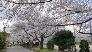 亀戸中央公園C地区の桜