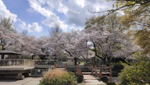 亀戸中央公園B地区の桜