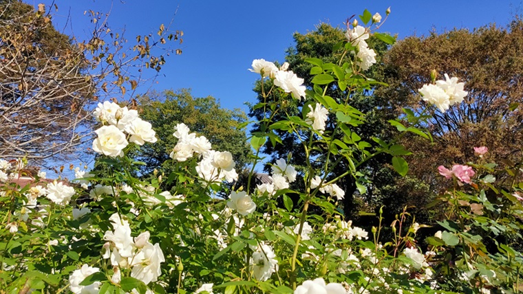 智光山公園の白いバラ