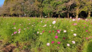 大宮花の丘農林公苑の白やピンクのコスモス