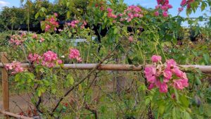 大宮花の丘農林公苑のピンクのつるバラ