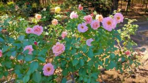 智光山公園のピンクのバラ