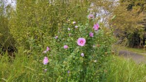 大宮花の丘農林公苑のピンクのムクゲ