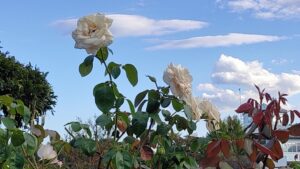 大宮花の丘農林公苑の白いバラ