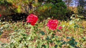 智光山公園の赤いバラ