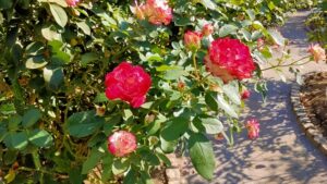 保谷町ローズガーデンの赤いバラ