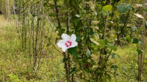 大宮花の丘農林公苑の白いムクゲ