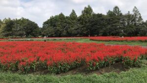 大宮花の丘農林公苑の赤いサルビアの群生