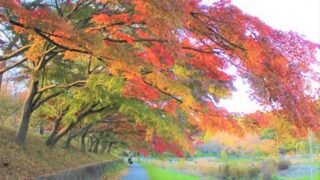 都立武蔵野公園の紅葉