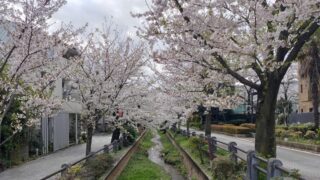 呑川親水公園の桜