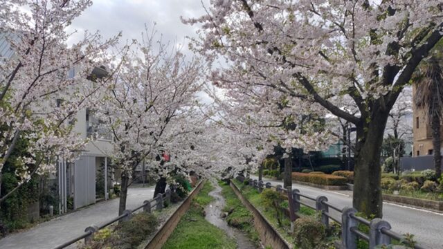 呑川親水公園の桜