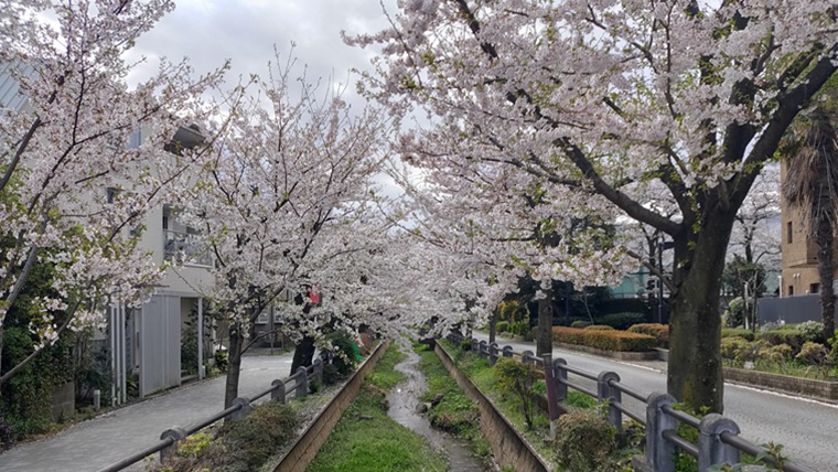 呑川親水公園の桜