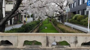 呑川親水公園の桜と橋