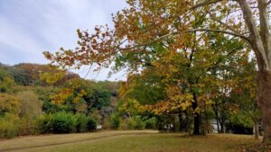 野川公園の黄葉