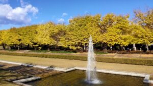 昭和記念公園カナールのイチョウと噴水