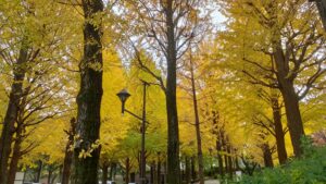 城北中央公園のイチョウ並木と街灯