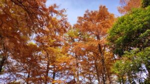 都立武蔵野公園のラクウショウの紅葉