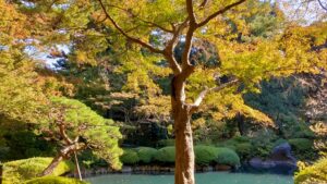 東京都庭園美術館日本庭園の池と紅葉
