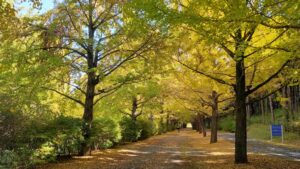 昭和記念公園サイクリングコースのイチョウ並木