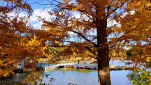昭和記念公園の湖とメタセコイア