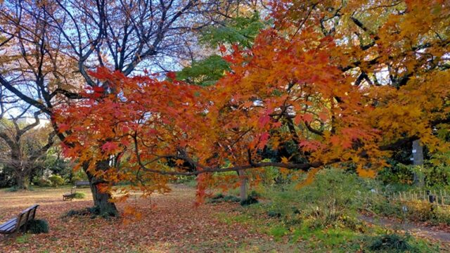 小石川植物園のモミジの紅葉