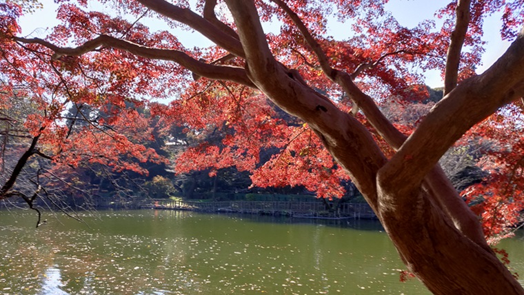 井の頭公園の紅葉