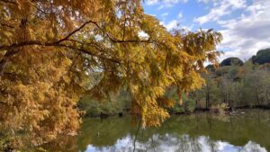 石神井公園三宝寺池のラクウショウの紅葉