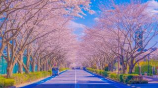 京王線飛田給駅近くの桜