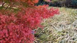 石神井公園三宝寺池のモミジの紅葉