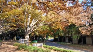 駒沢オリンピック公園自由広場の紅葉する木