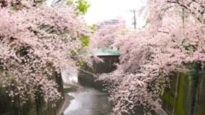 東武東上線中板橋駅近くの桜