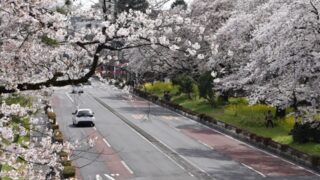 国立市の桜の名所