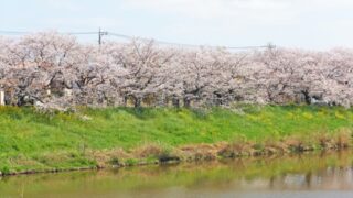 埼玉県富士見市の桜並木