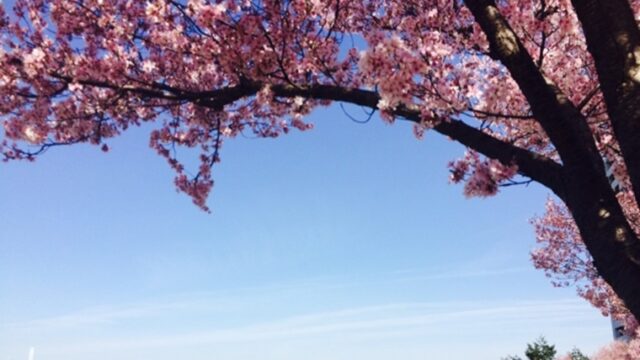 所沢市の狭山湖の桜