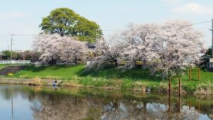 富士見市びん沼川の桜