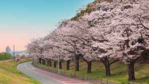 府中市かぜの道の桜