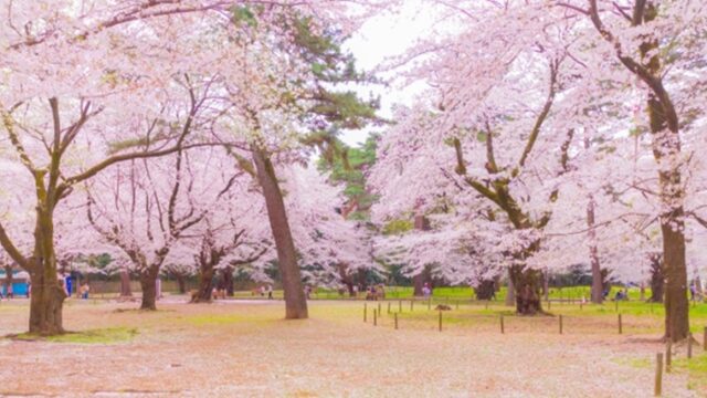 さいたま市大宮駅近くの桜の名所