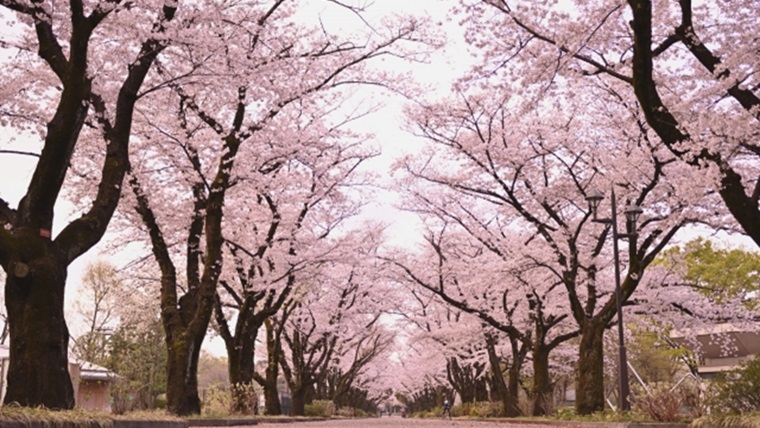 府中の森公園の桜
