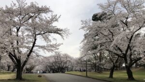狭山市の桜の名所